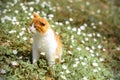 Beautiful red cat rests in wild spring flowers anemones Royalty Free Stock Photo