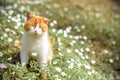 Beautiful red cat rests in wild spring flowers anemones Royalty Free Stock Photo