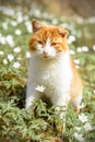 Beautiful red cat rests in wild spring flowers anemones Royalty Free Stock Photo