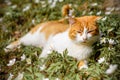 Beautiful red cat rests in wild spring flowers anemones Royalty Free Stock Photo