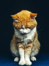 Beautiful red cat sits evenly with his head down, front view Royalty Free Stock Photo