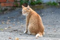 Beautiful red cat is sitting on the street.