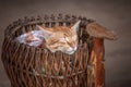 Beautiful red cat sleeping peacefully in a wicker basket vintage handmade . Close-up. Royalty Free Stock Photo