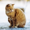 Beautiful red cat walking on the snow, winter time Royalty Free Stock Photo