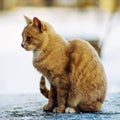 Beautiful red cat walking on the snow, winter time Royalty Free Stock Photo