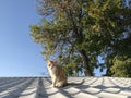 Beautiful red cat walks on the roof Royalty Free Stock Photo