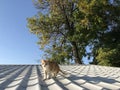 Beautiful red cat walks on the roof Royalty Free Stock Photo