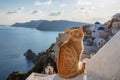 Beautiful red cat against the sunset with blue sky in Santorini, Greece Royalty Free Stock Photo