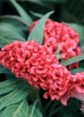 Beautiful red Celosia Cristata Royalty Free Stock Photo