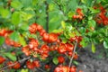 Beautiful Chaenomeles japonica flower Royalty Free Stock Photo