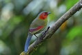 Beautiful Red cheek bird percing on wooden branch in nature, Scarlet or Red-faced Liocichla (Liocichla ripponi) Royalty Free Stock Photo