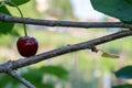Beautiful Red Cherries on Branches