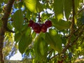 Beautiful Red Cherries In France