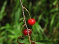 beautiful red cherries and green leaves on branch in the garden Royalty Free Stock Photo