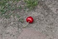 Beautiful red cherries lying on the ground. One fallen ripe cherry lies on the ground. Royalty Free Stock Photo