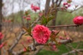 Beautiful Red Cherry Blossom Flowers in spring Royalty Free Stock Photo