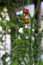 Beautiful red cherry and green ripe tomatoes grown in a greenhouse. Shallow depth of field. Vertical Gardening tomato Royalty Free Stock Photo