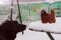 A beautiful red chicken stands on white snow and a big black dog looks at it with curiosity. Silent Hunting. Winter. Royalty Free Stock Photo