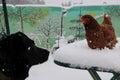 A beautiful red chicken stands on white snow and a big black dog looks at it with curiosity. Silent Hunting. Winter. Royalty Free Stock Photo