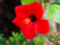 Beautiful red Chinese hibiscus - closeup shot