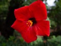 Beautiful red Chinese hibiscus - closeup shot