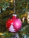 Red Christmas tree bauble hanging on a real fir tree Royalty Free Stock Photo