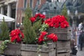 Beautiful red christmas flower poinsettia as Christmas symbol hanging on market in Europe. Royalty Free Stock Photo