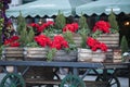 Beautiful red christmas flower poinsettia as Christmas symbol hanging on market in Europe. Royalty Free Stock Photo