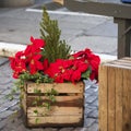 Beautiful red christmas flower poinsettia as Christmas symbol hanging on market in Europe. Royalty Free Stock Photo