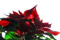 Beautiful red christmas flower poinsettia backlight Royalty Free Stock Photo