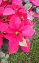 Beautiful red christmas flower poinsettia Royalty Free Stock Photo