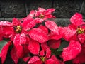 Red christmas flower poinsettia with water droplets Royalty Free Stock Photo