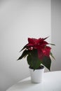 Poinsettia the Star of Bethlehem, symbol of Christmas on light background Royalty Free Stock Photo