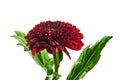 Beautiful red chrysantemum isolated Royalty Free Stock Photo