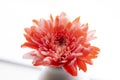 Beautiful red chrysanthemum flower close-up over the bottle on w Royalty Free Stock Photo