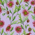 Beautiful red chrysanthemum flowers with leaves on light lilac background. Seamless botanical pattern. Watercolor painting. Royalty Free Stock Photo