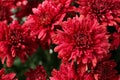 Beautiful red chrysanthemum flowers with water drops Royalty Free Stock Photo