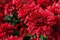 Beautiful red chrysanthemum flowers with water drops Royalty Free Stock Photo