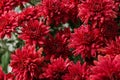 Beautiful red chrysanthemum flowers with water drops Royalty Free Stock Photo