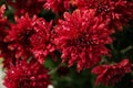 Beautiful red chrysanthemum flowers with water drops Royalty Free Stock Photo