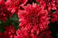 Beautiful red chrysanthemum flowers with water drops Royalty Free Stock Photo