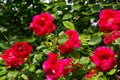 Beautiful red climbing roses in the summer garden.Decorative flowers or gardening concept. Royalty Free Stock Photo