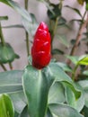 A beautiful red costus flower in a home garden. Royalty Free Stock Photo