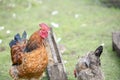 Beautiful red cock standing next to the feeder in the yard on a green meadow in the summer Royalty Free Stock Photo