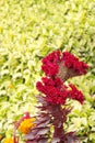 Beautiful red Cockscomb flower