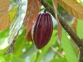 Beautiful Red Cocoa bean growing in Costa Rica. Royalty Free Stock Photo