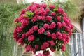 Beautiful red color of Bigleaf Hydrangea macrophylla Glowing Embers Royalty Free Stock Photo