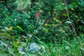 Beautiful red color Canna Indica flower also known as Indian short plant blooming in forest area Royalty Free Stock Photo