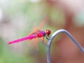 Beautiful red color dragonfly