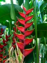Beautiful red color of Heliconia flower